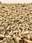 Confezione di grilli congelati per uccelli insettivori Nutrinsect, setacciati senza ali.