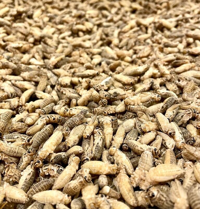 Grilli congelati per uccelli insettivori