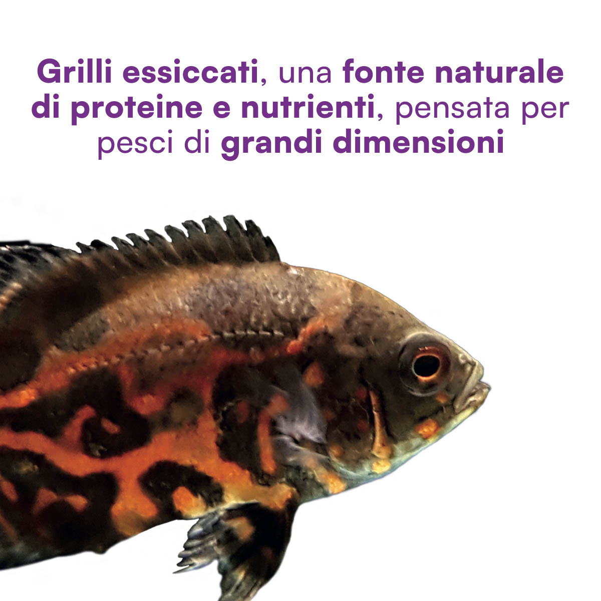 Grilli grandi essiccati per pesci tropicali - immagine 3