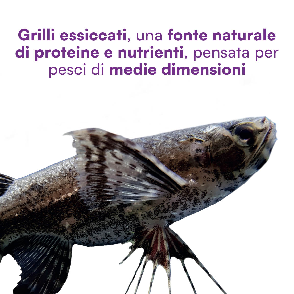 Grilli medi essiccati per pesci tropicali - immagine 3