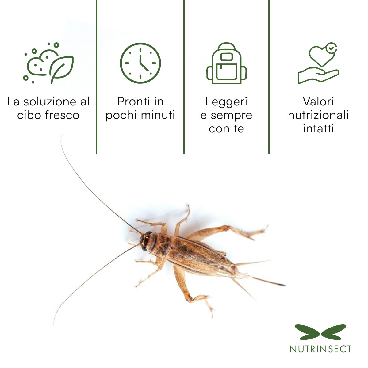 Grilli liofilizzati Acheta domesticus da reidratare - immagine 2