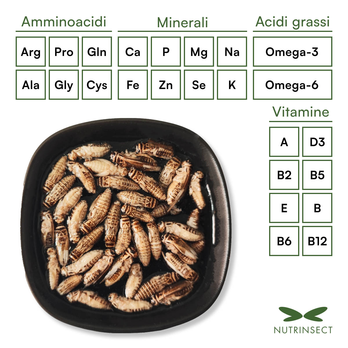 Grilli liofilizzati Acheta domesticus da reidratare - immagine 3