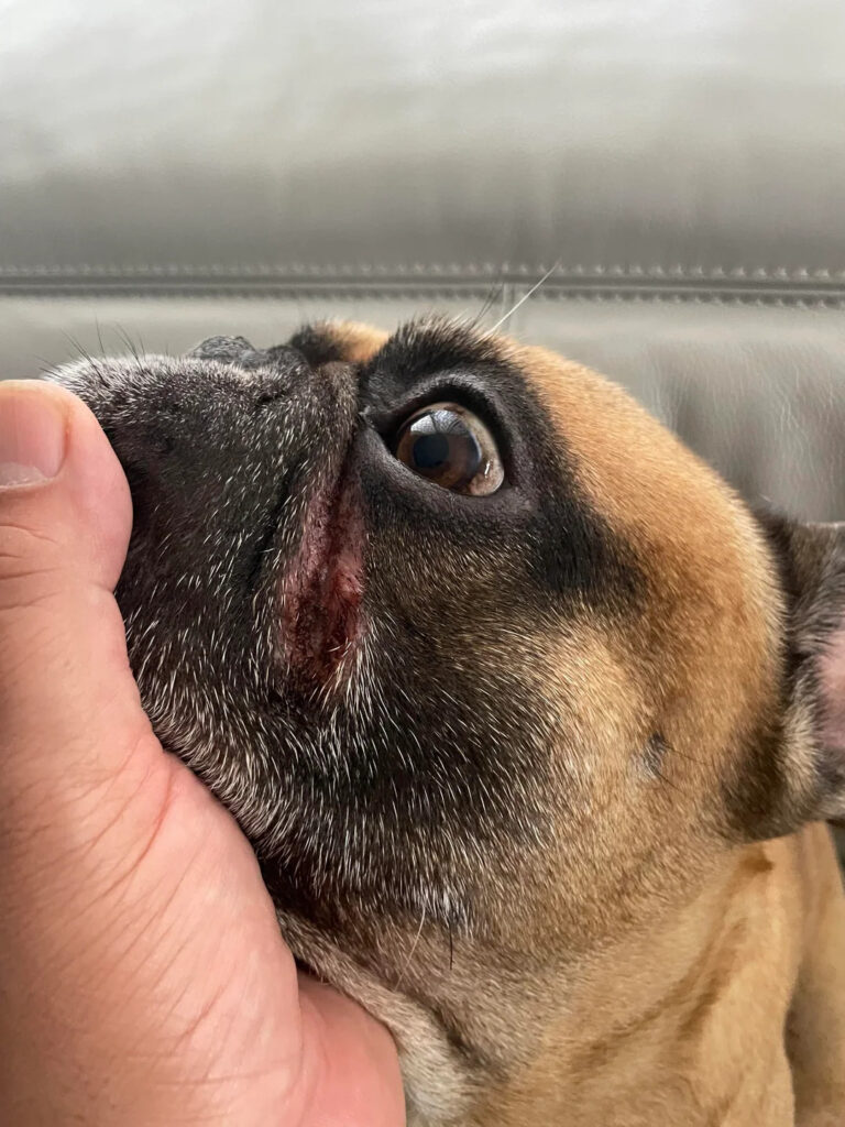 mangime ipoallergenico Bulldog Francese per otiti e dermatiti ricorrenti